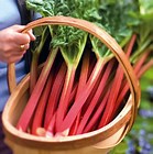 rhubarb